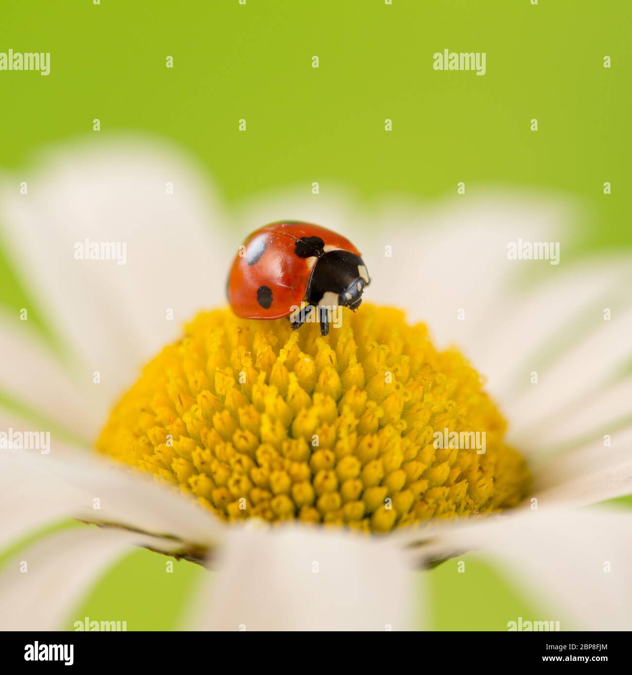 Ein Marienkäfer sitzt auf einer Blume im Sommer Banque D'Images
