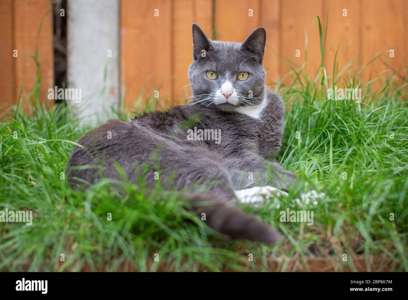 Un chat gris assis sur l'herbe dans le jardin arrière à côté d'une clôture. Photo © Sam Mellish Banque D'Images