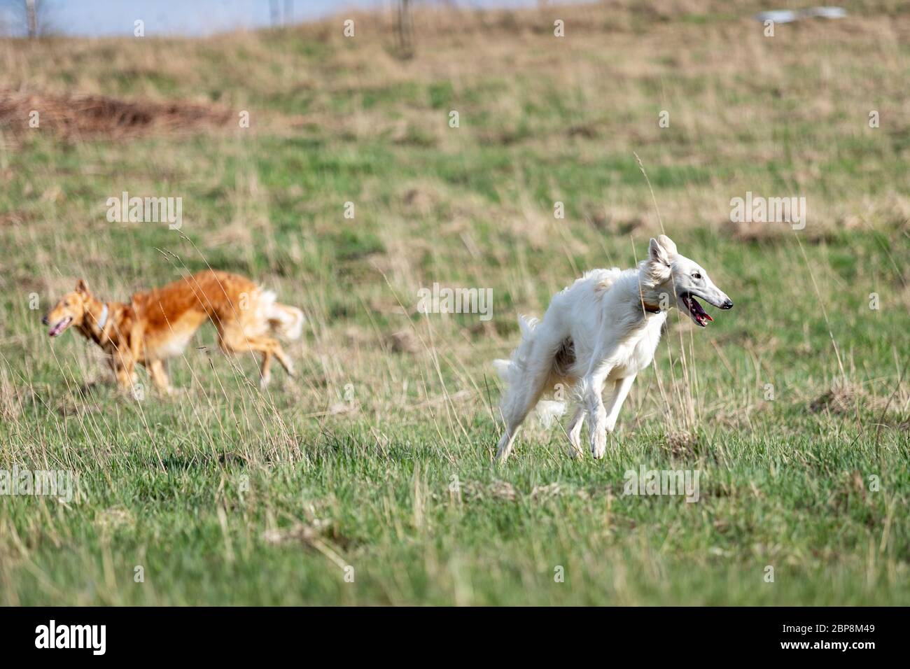 Le chiot rouge et blanc de borzoï court à l'extérieur le jour d'été, soupir russe, un an Banque D'Images