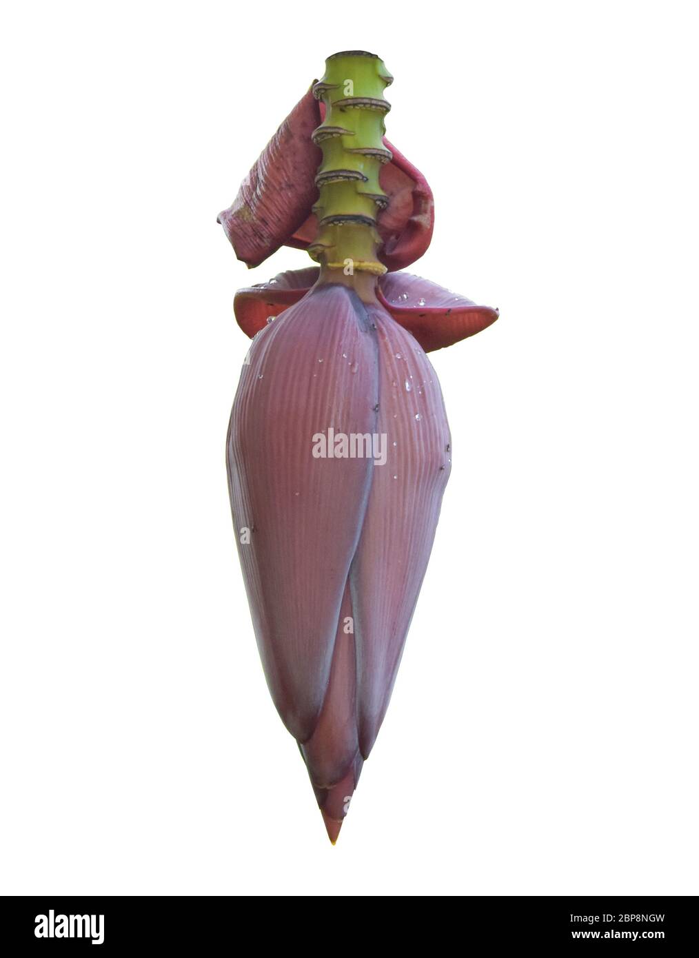 Crayons isolé sur fond blanc Banque D'Images