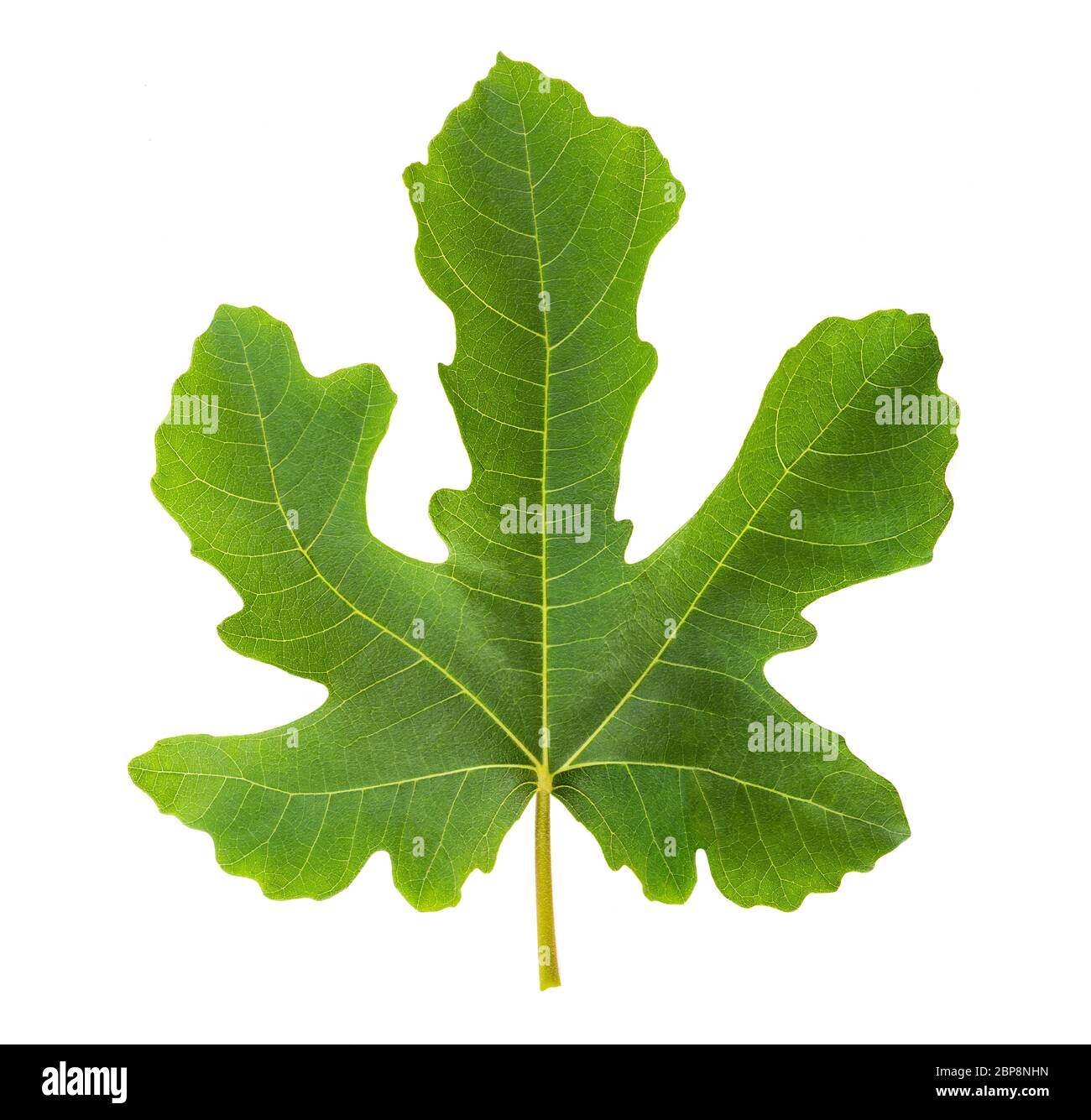 Fig leaf isolé sur fond blanc Banque D'Images