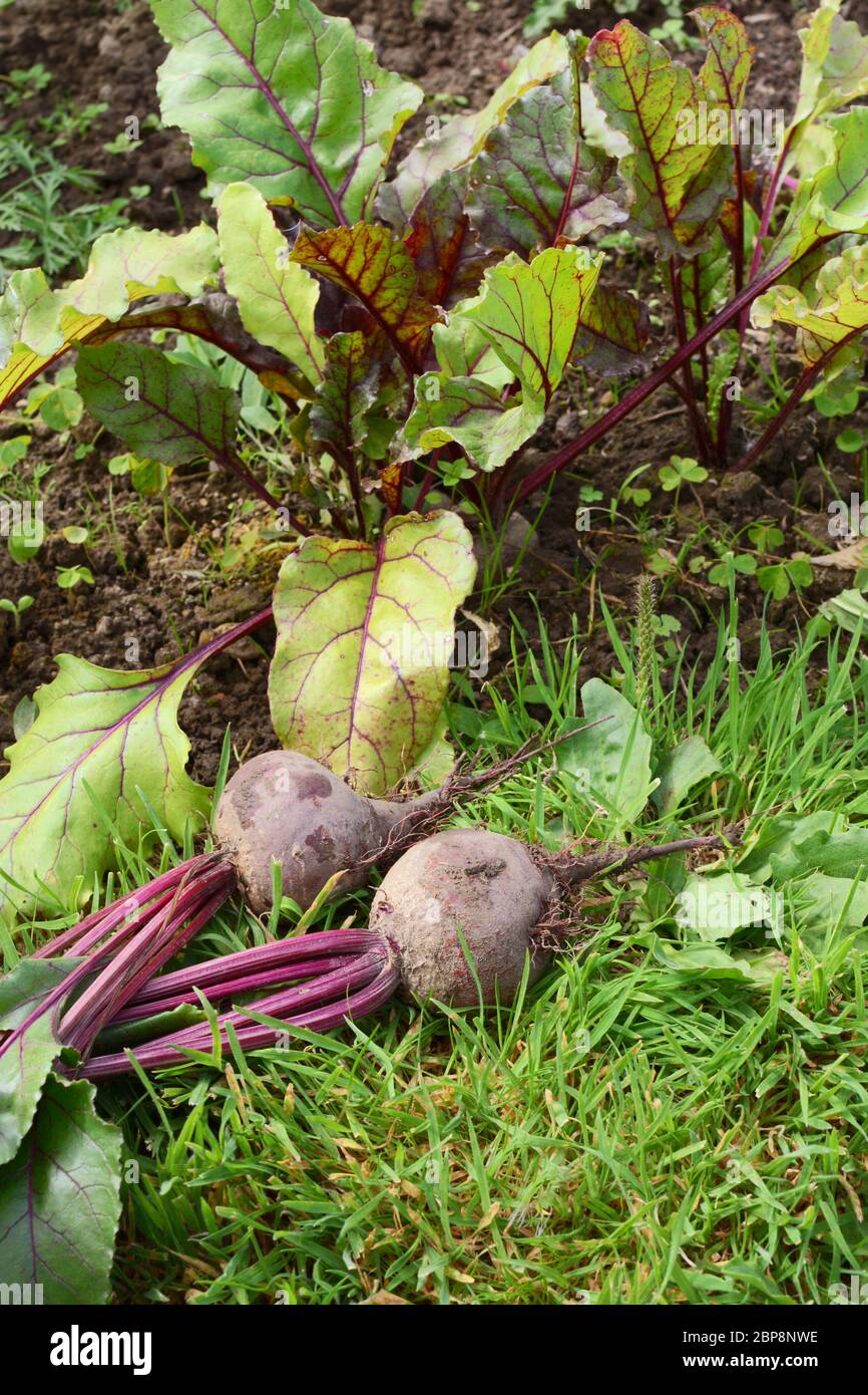 Lit de légumes avec des betteraves fraîchement cueillies sur l'herbe dans un allotissement Banque D'Images