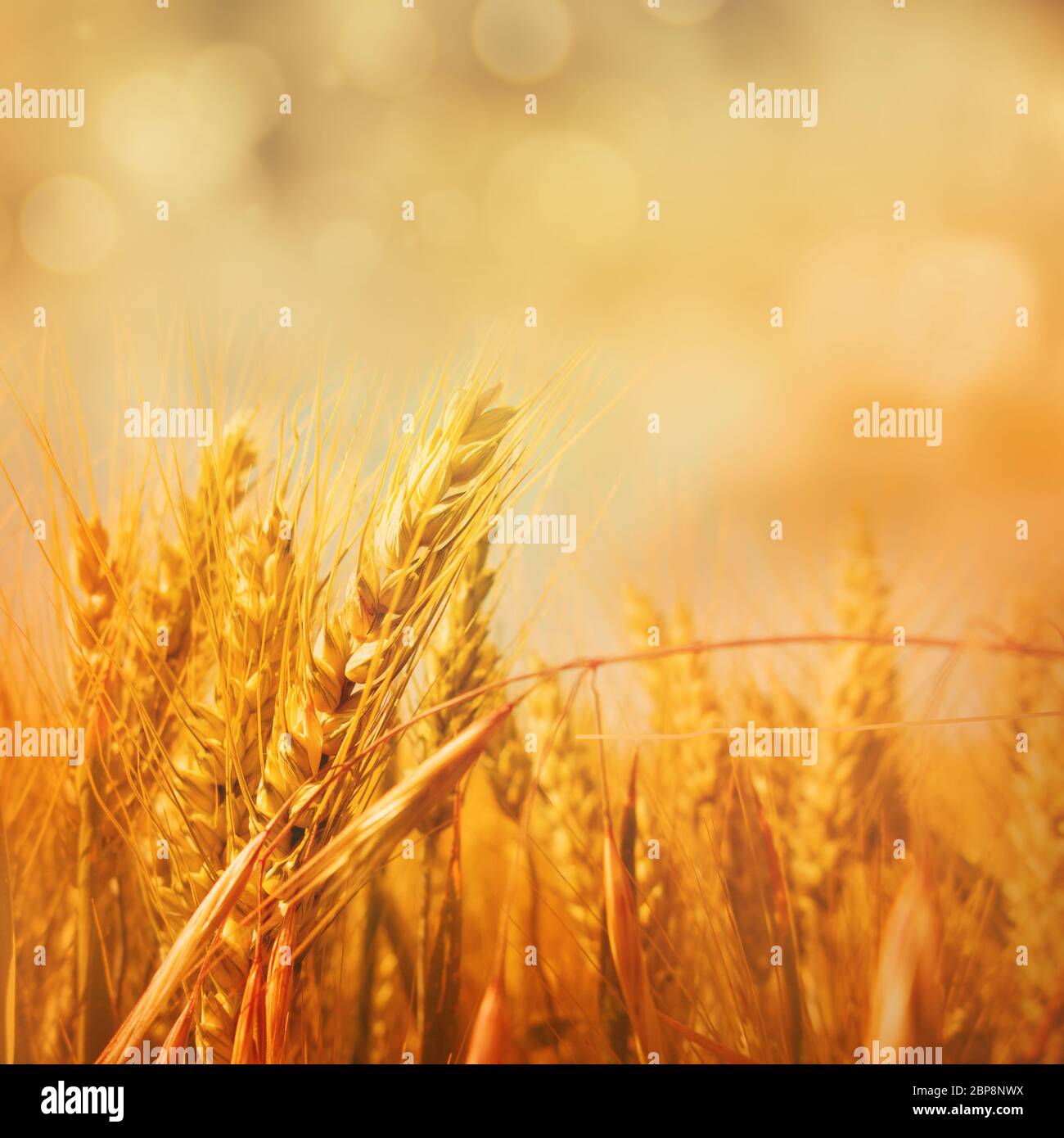 Flou d'automne fond d'or avec un champ de céréales Banque D'Images
