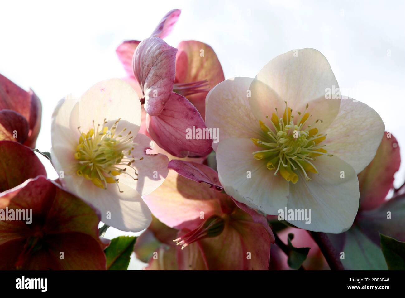 Schneerose, Christrose oder Schwarze Nieswurz (Helleborus niger) Banque D'Images