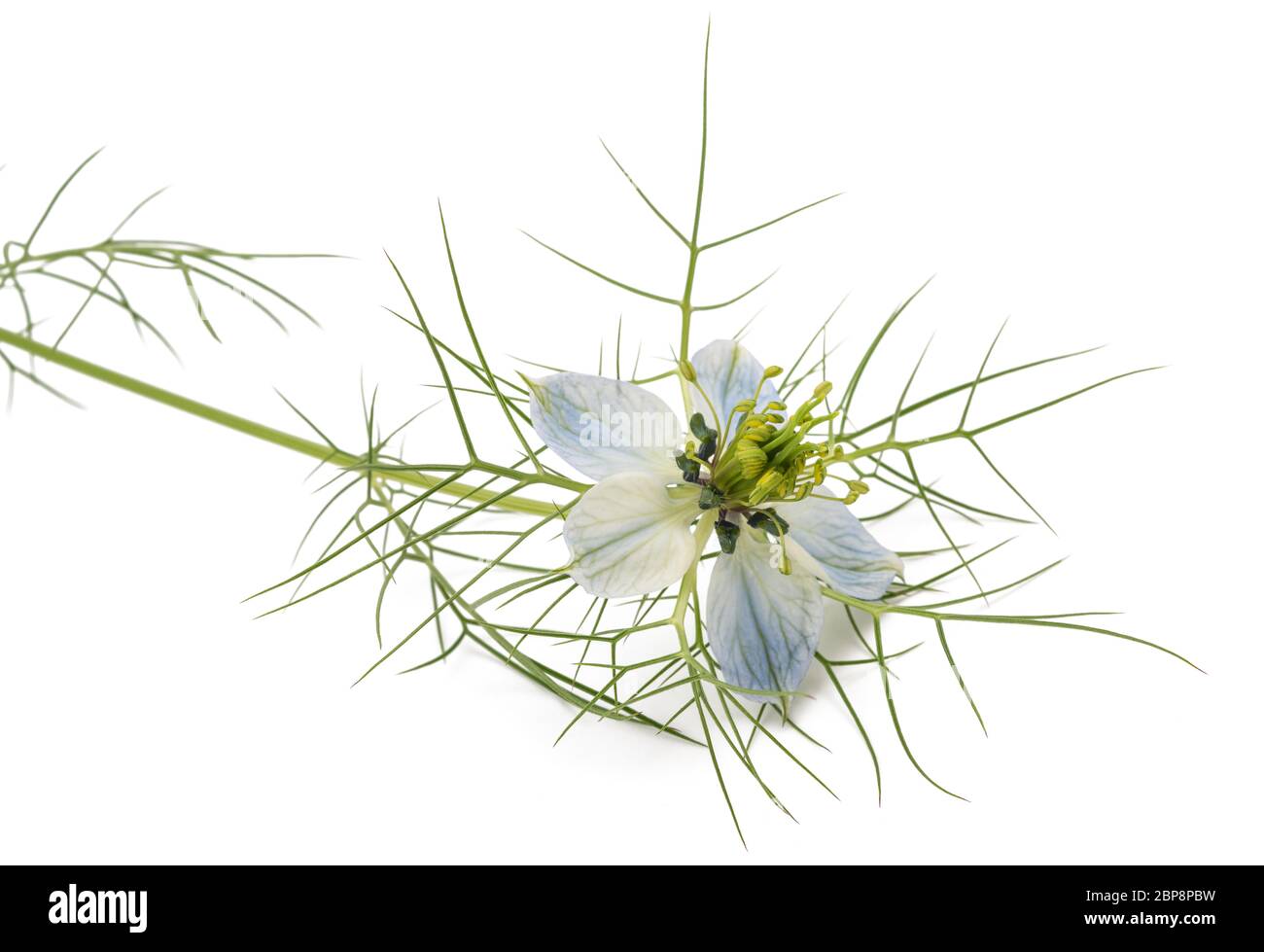 Amour dans une fleur de brume isolée sur blanc Banque D'Images