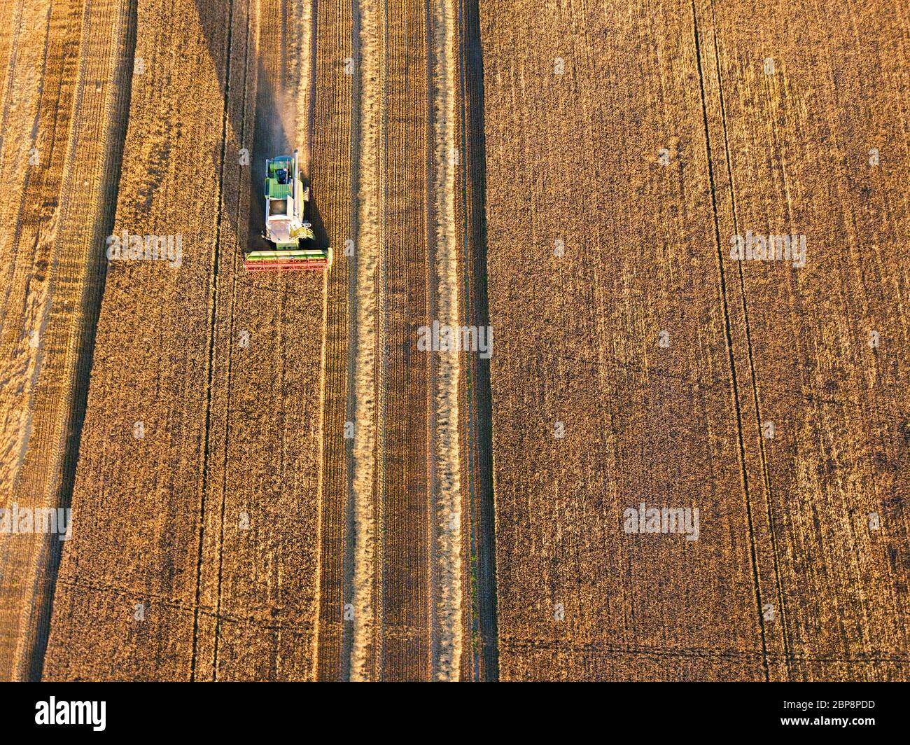Hacheuse travaillant dans le secteur de la machine. Combiner la récolte machine agriculture champ de blé mûr d'or. Vue aérienne sur la moissonneuse-batteuse pour de grands seigle fi Banque D'Images