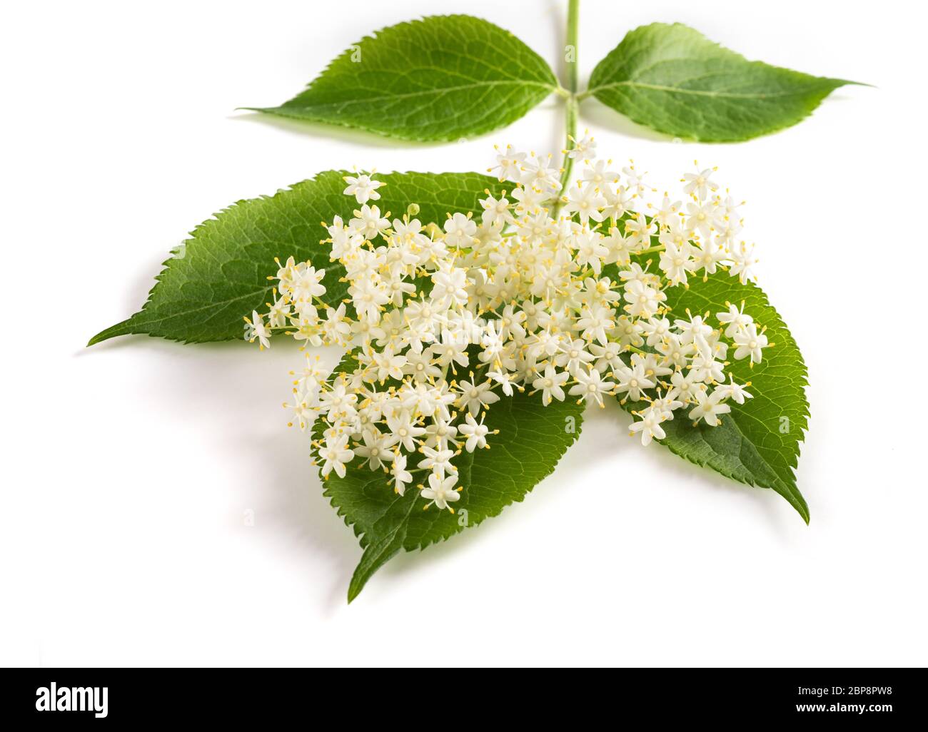 Fleurs de sureau isolé sur fond blanc Banque D'Images