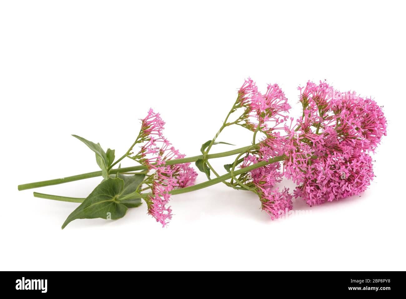 Fleurs de valériane rouge isolé sur fond blanc Banque D'Images