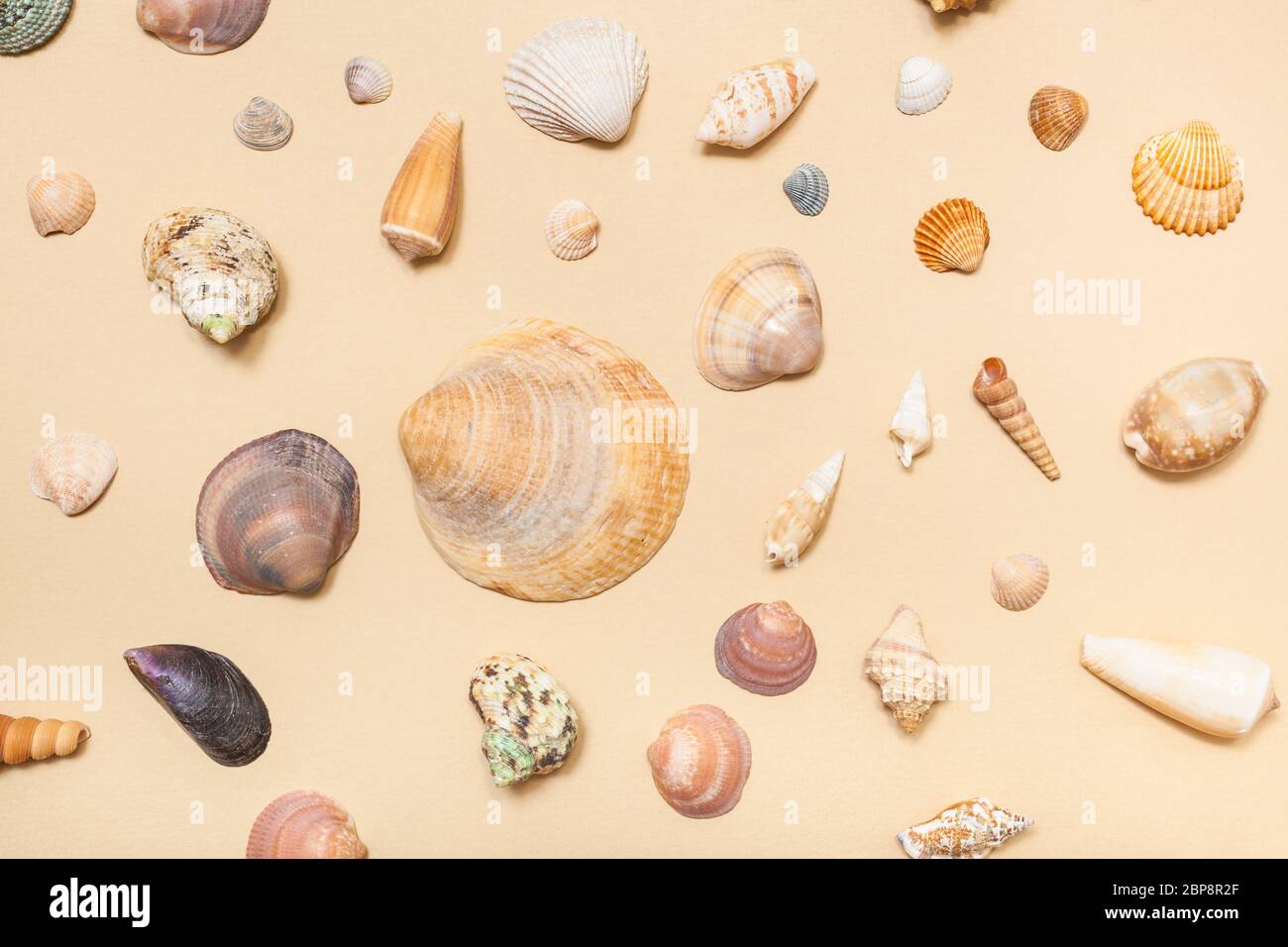 Collage à partir de coquilles de mer séchés naturels sur papier pastel couleur jaune sable Banque D'Images