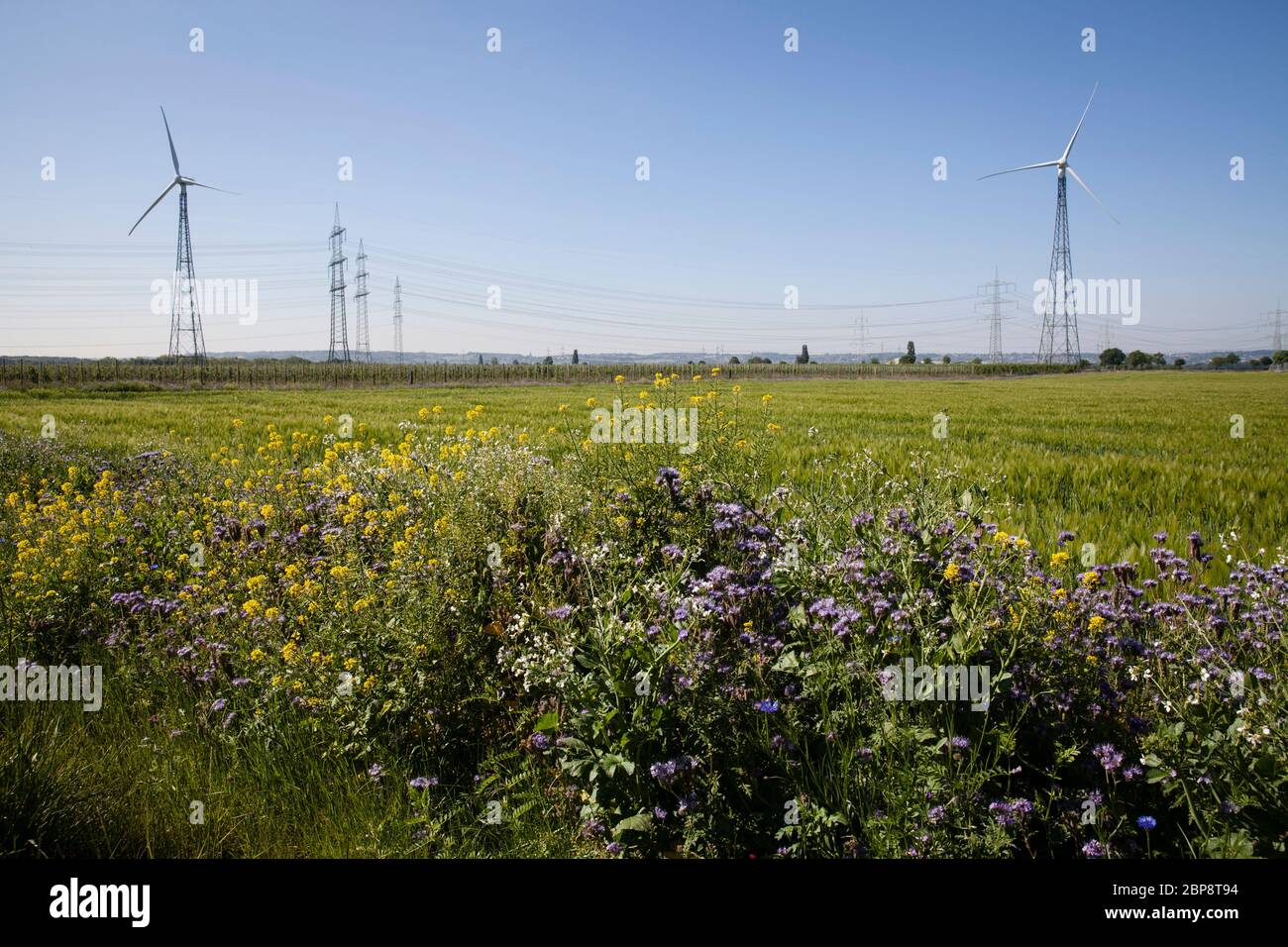 Bande fleurie d'un champ et de centrales éoliennes à Bornheim près de Bonn, Rhénanie-du-Nord-Westphalie, Allemagne. Einem Feldran und Windkraf Banque D'Images