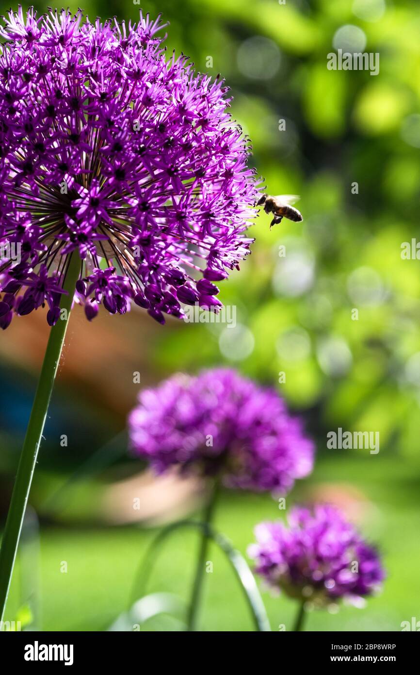 Une abeille vole à une fleur de poireaux de boule rose Violet Allium giganteum dans un jardin d'été vert. Banque D'Images