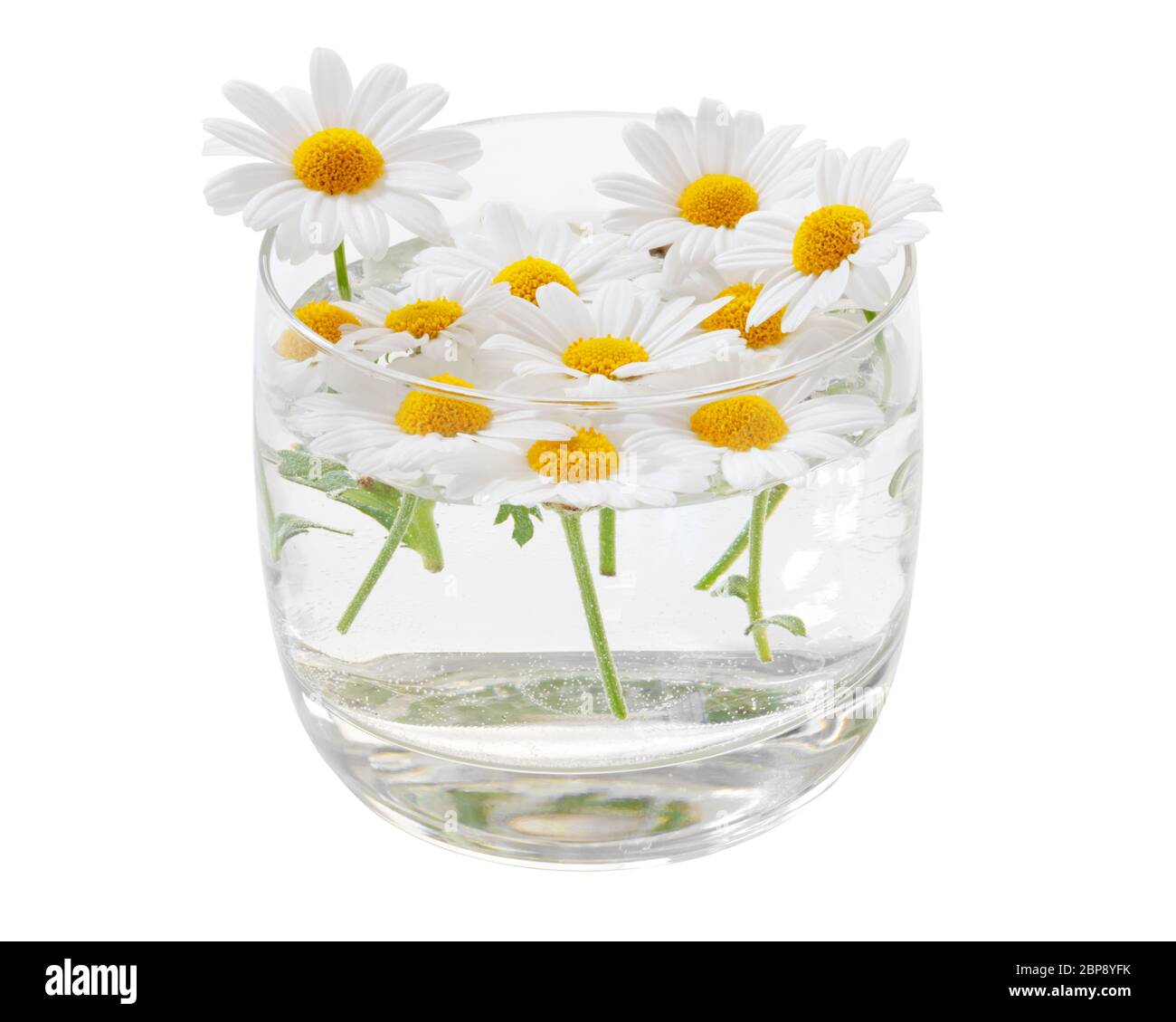 Beaucoup de belles pâquerettes (Marguerite) nagent dans un verre avec de l'eau, isolé sur fond blanc, y compris le chemin de coupure. Allemagne Banque D'Images