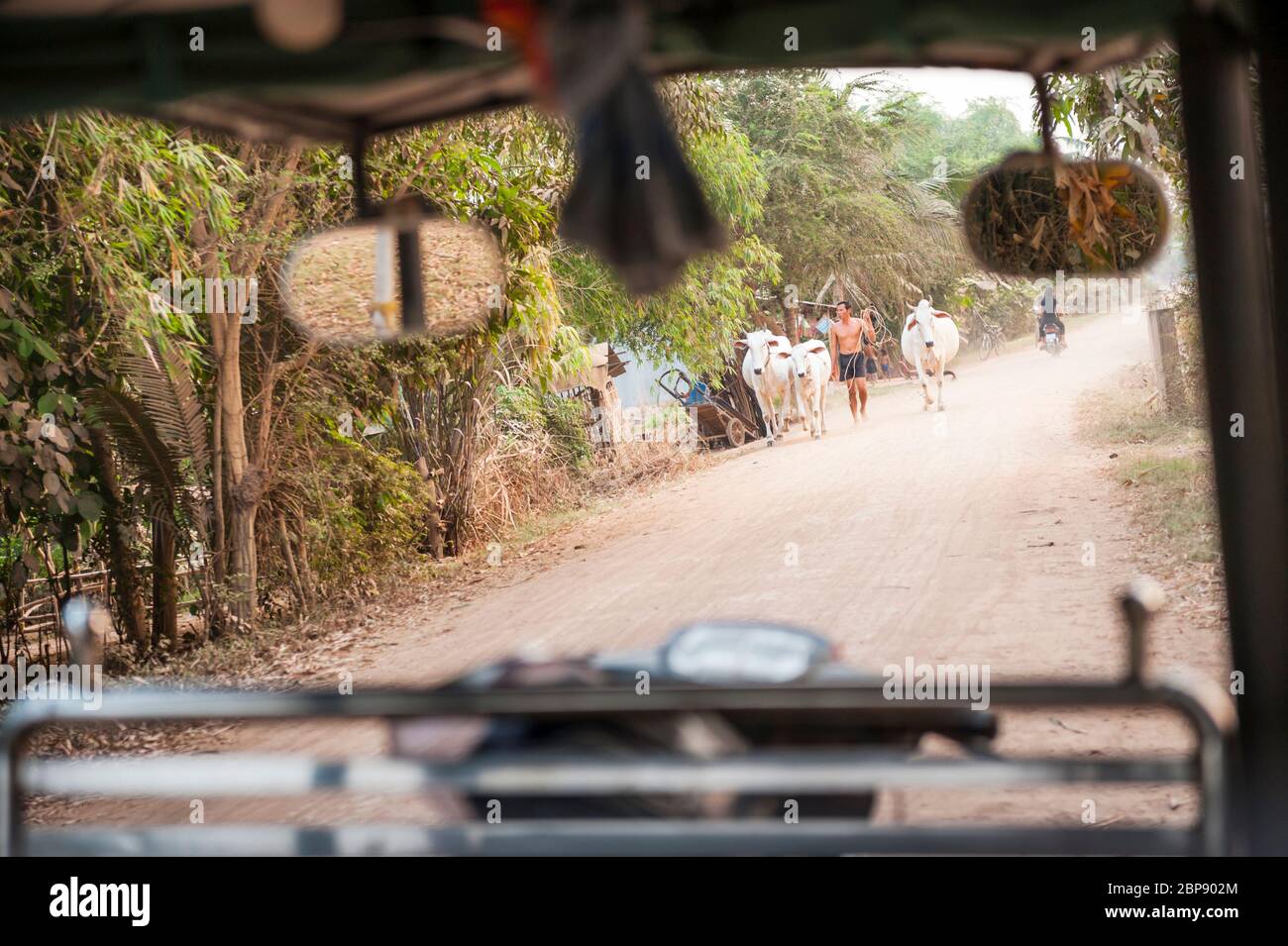 Vue d'un tuk-tuk d'un homme marchant avec du bétail sur la route. Île de la soie, Phnom Penh, Cambodge, Asie du Sud-est Banque D'Images