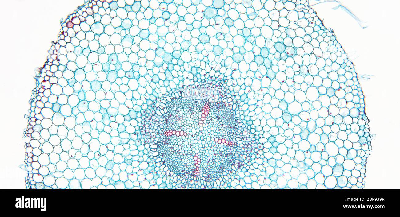 Vicia faba, coupe transversale, vue au microscope (NOTE: Voir restriction d'utilisation Croatie uniquement). Banque D'Images