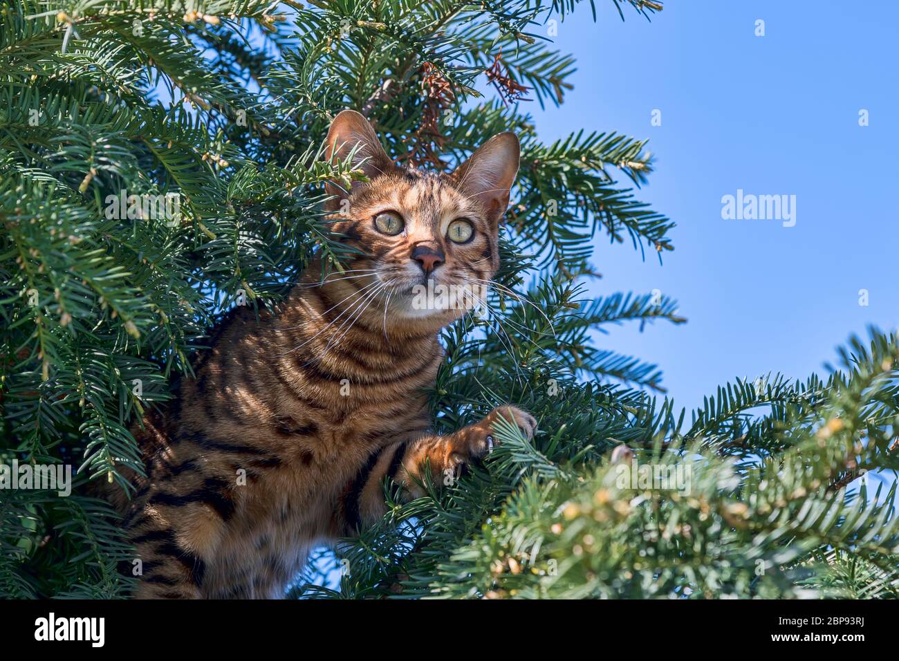 Rassekatze Toyger (Felis silvestris catus), weiblich, 8 Monate, Farbe brun tabby maquereau, braun getigert, klettert auf Nadelbaum Banque D'Images