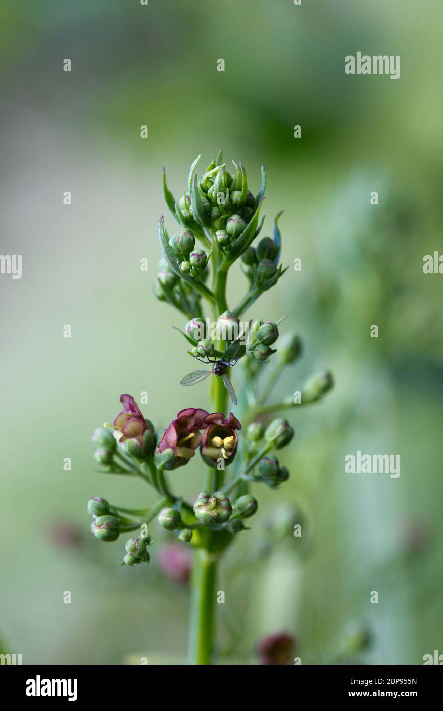 Braumwurz Geflügelte (Scrophularia umbrosa) - Blütenstand winzigen mit Blüten Banque D'Images
