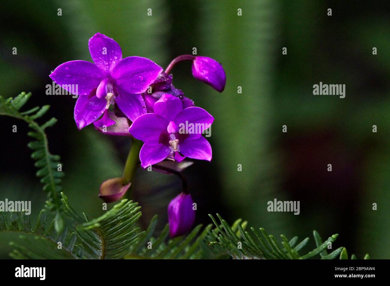 Orchid sp, réserve forestière de Sinharaja, Sri Lanka. Banque D'Images