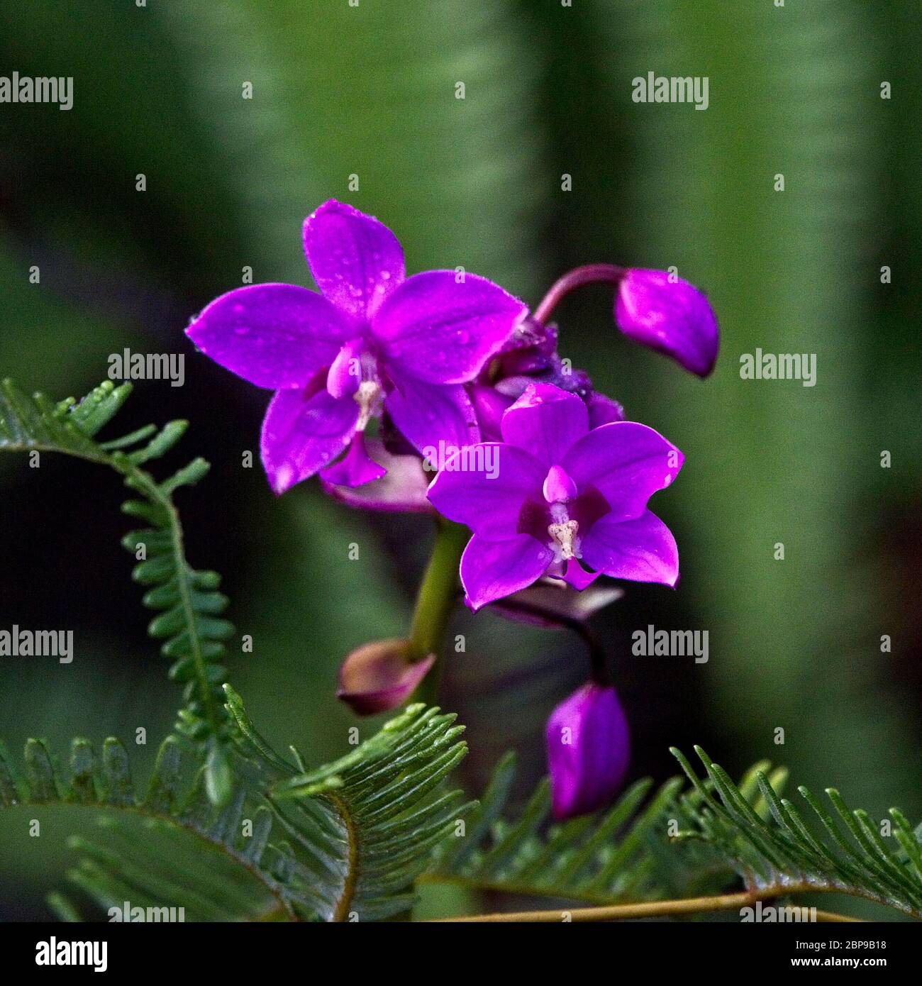 Orchid sp, réserve forestière de Sinharaja, Sri Lanka. Banque D'Images