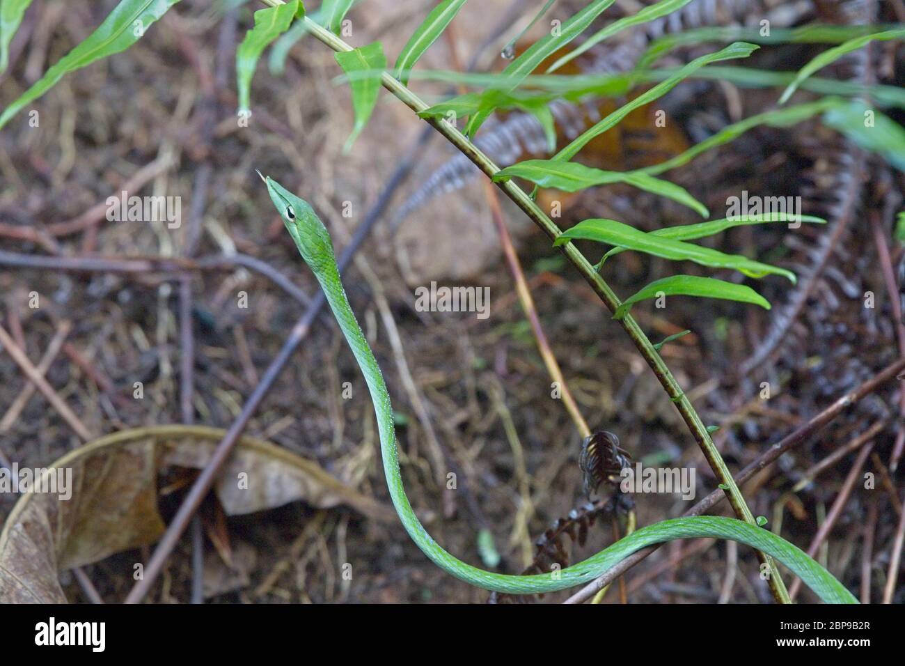 Serpent vert de vigne (Ahaetulla nasuta), réserve forestière de Sinharaja, Sri Lanka. Banque D'Images