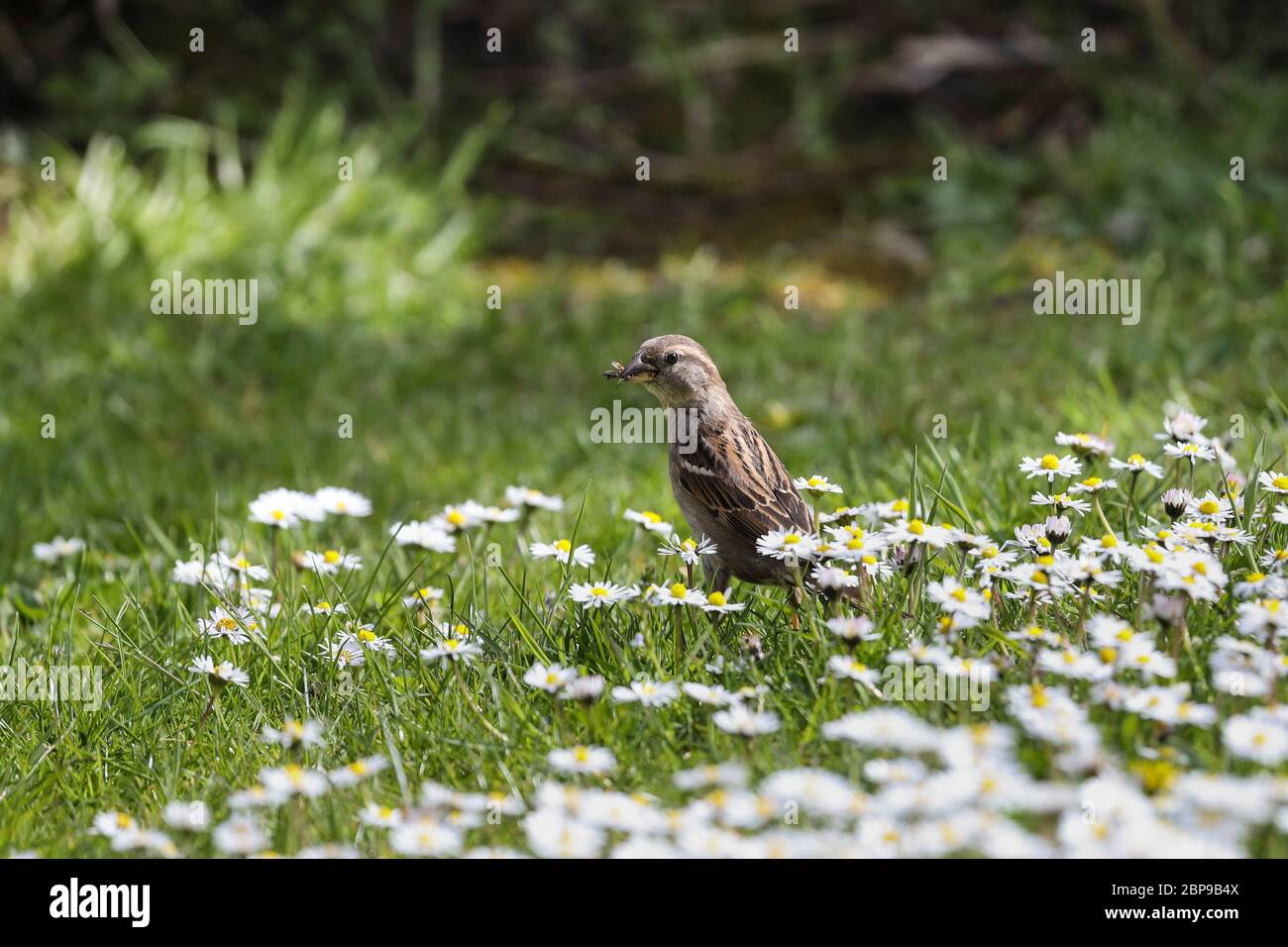 Femme maison Sparrow (Passer domesticus) entouré par Lawn Daisies collectant des insectes pour nourrir sa jeune, Angleterre du Nord Royaume-Uni Banque D'Images