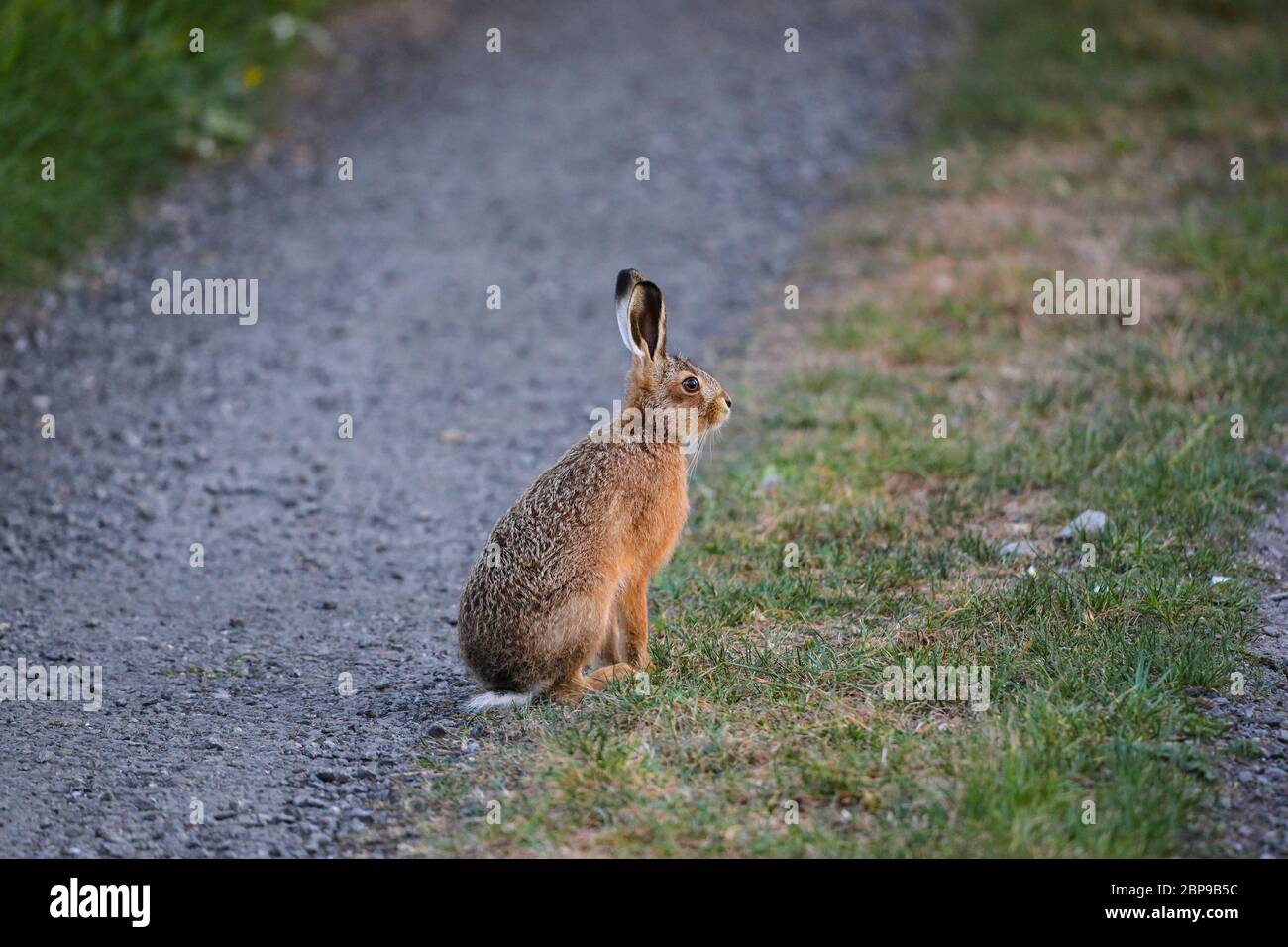 Jeune lièvre brun (Lepus capensis), Teesdale, comté de Durham, Royaume-Uni Banque D'Images