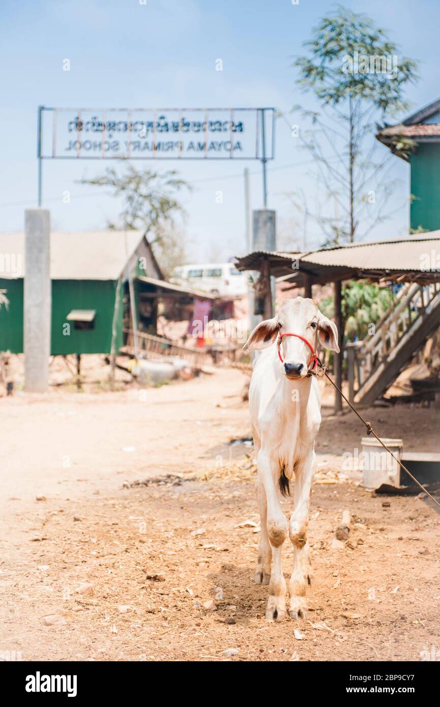 Un jeune veau dans le village, province de Kampong Cham, Cambodge, Asie du Sud-est Banque D'Images