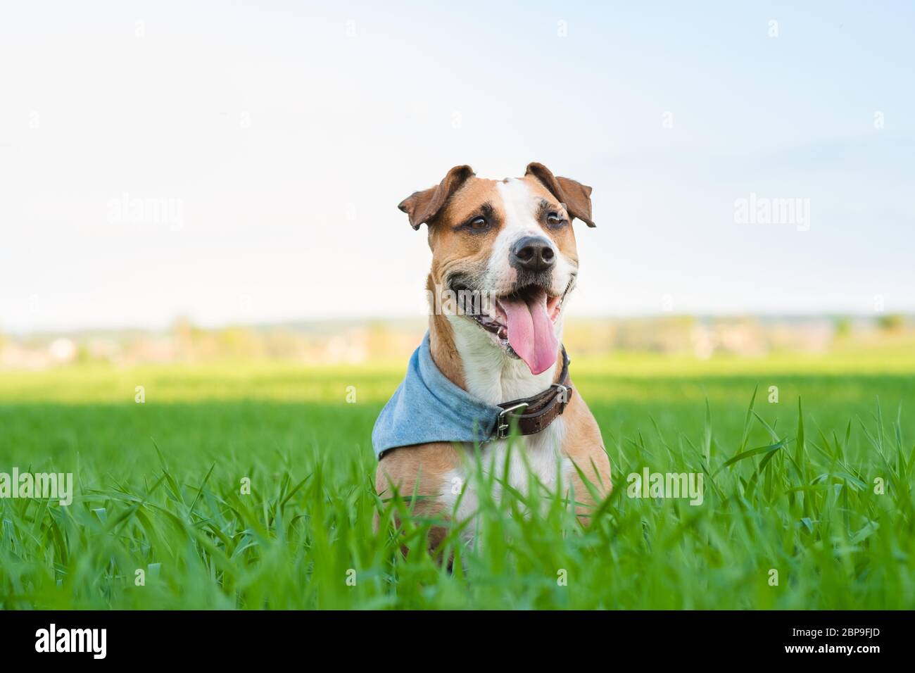 Le chien heureux en bandana repose dans l'herbe verte. Staffordshire terrier mutt dans le champ éclairé par le soleil d'été Banque D'Images