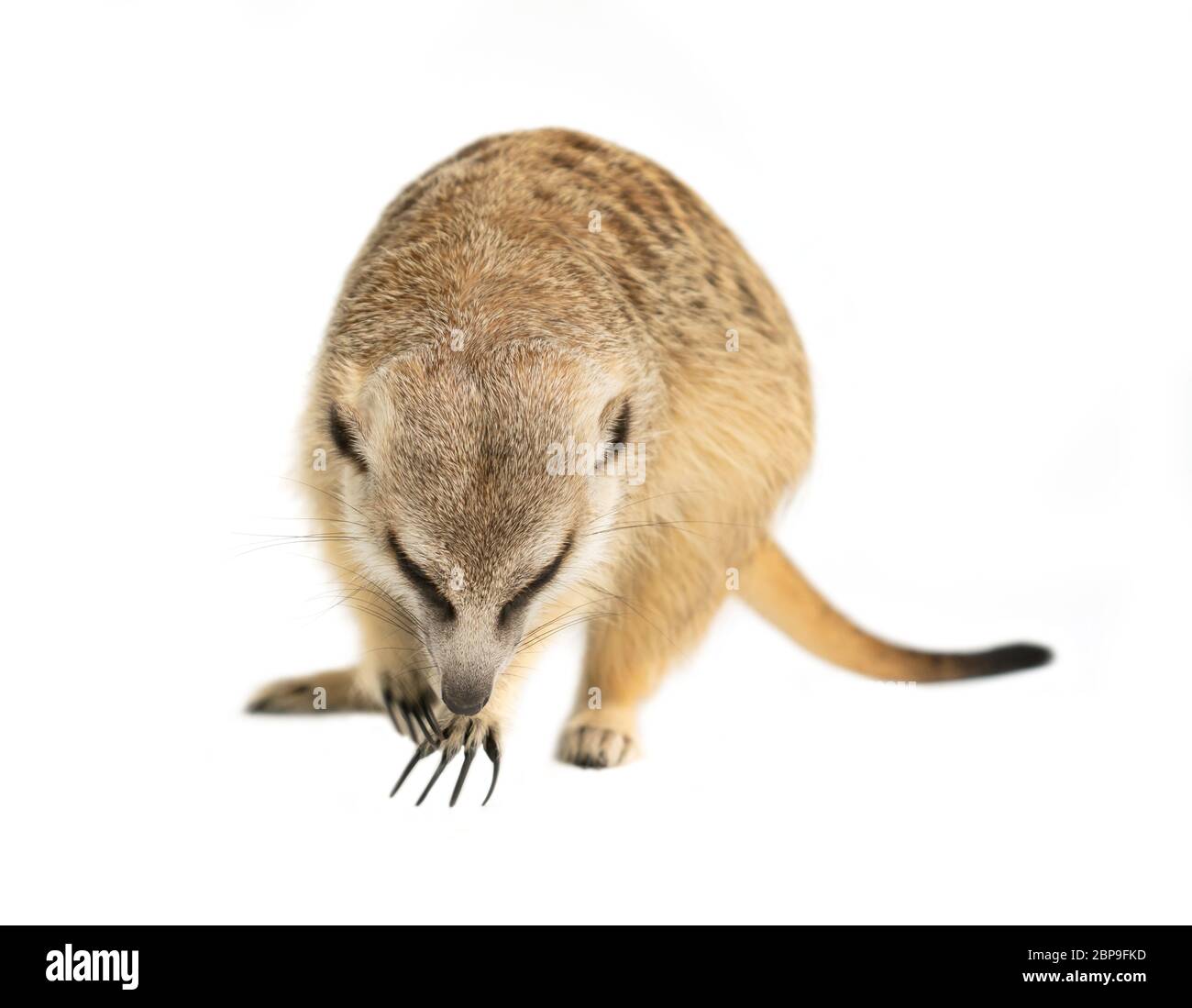 Cute cat ( Suricata suricatta ) isolé sur fond blanc Banque D'Images