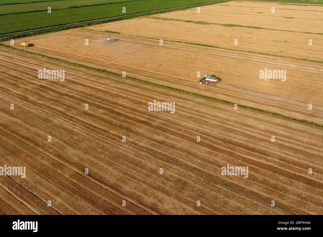La récolte à la moissonneuse-batteuse de l'orge. Strada sur le terrain Banque D'Images