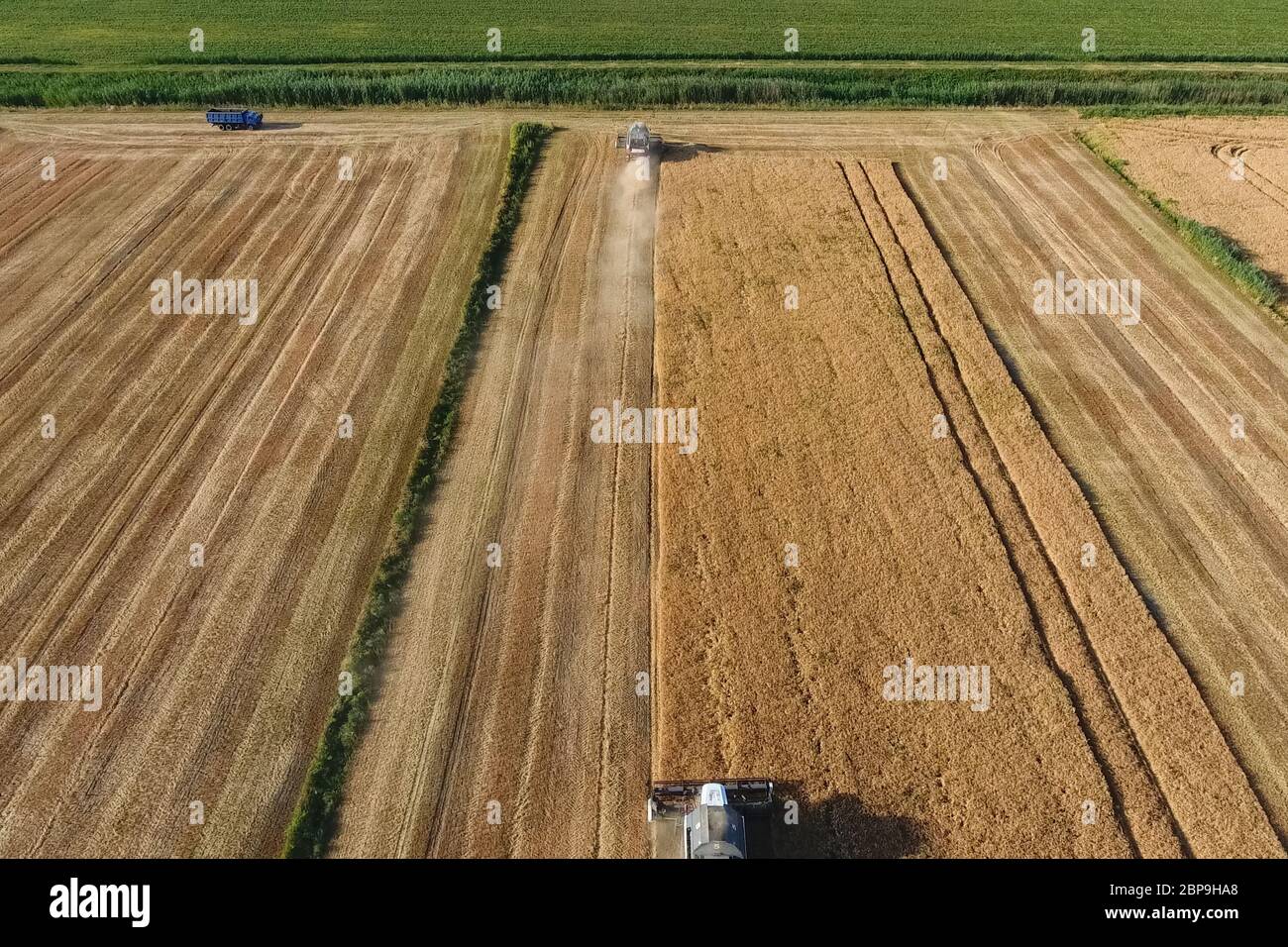 La récolte à la moissonneuse-batteuse de l'orge. Strada sur le terrain Banque D'Images