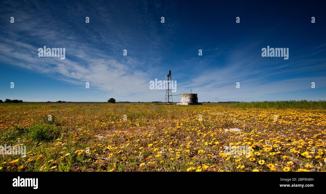 côte ouest sud de l'afrique paysage floral la côte ouest Banque D'Images