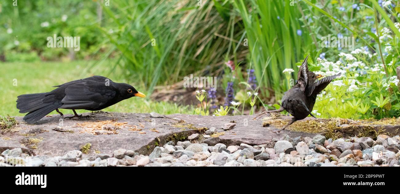 blackbird mâle défendant son territoire et pourchassant une femelle blackbird loin des vers de méalworms dans le jardin britannique Banque D'Images