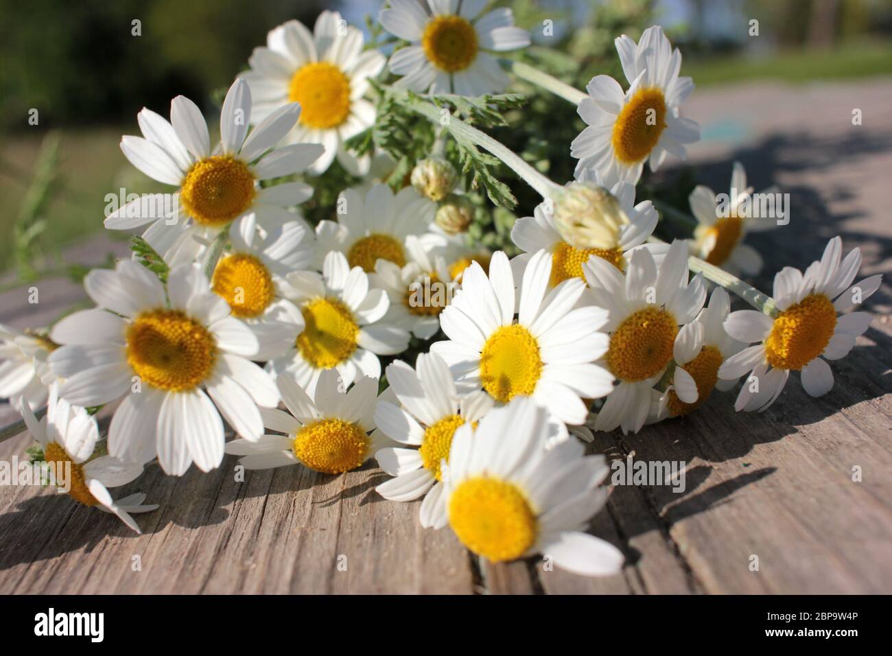 Bouquet d'été de pâquerettes sur fond de bois. Plante médicale fleurs de  camomille par jour ensoleillé Photo Stock - Alamy