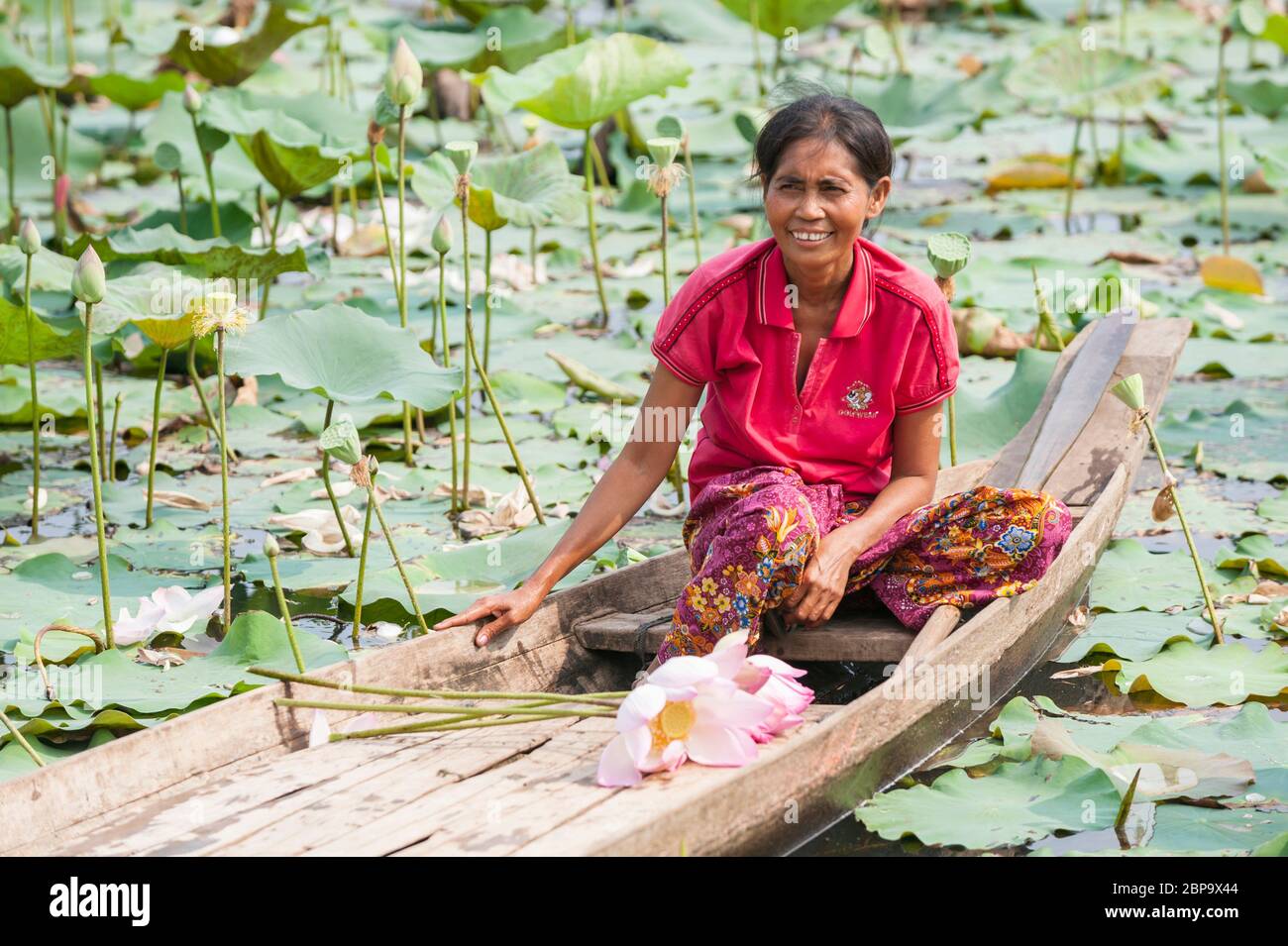 Femme cambodgienne sur un bateau fluvial récoltant des fleurs de lotus, Cambodge central, Asie du Sud-est Banque D'Images