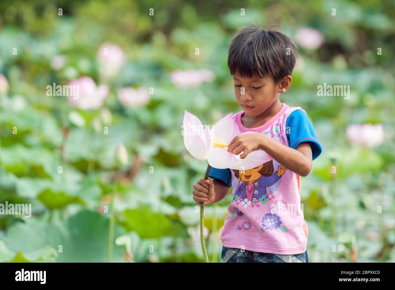 Un jeune garçon cambodgien enquête sur une fleur de lotus, au Cambodge central, en Asie du Sud-est Banque D'Images