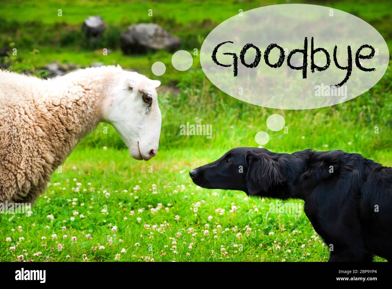 Chien Dovey avec bulle. Texte anglais Au revoir. Green Grass Meadow en Norvège. Banque D'Images