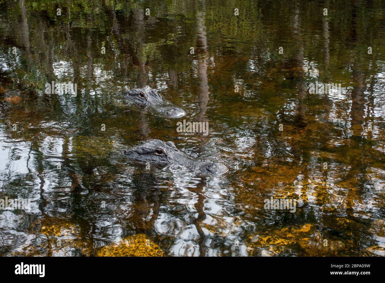 L'alligator américain flotte dans une eau calme, au fond du marais de la forêt cyprès, dans la réserve Big Cypress, Everglades, Floride. Banque D'Images
