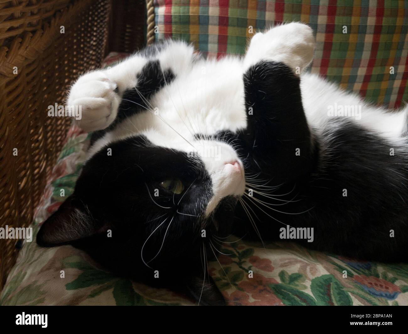 Un chat domestique à cheveux courts nommé Scout dort sa journée dans sa maison de banlieue, Miami, Floride. Banque D'Images