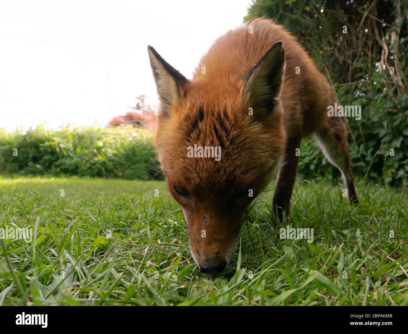 Un renard roux sauvage (Vulpes vulpes), début de soirée, Warwickshire Banque D'Images
