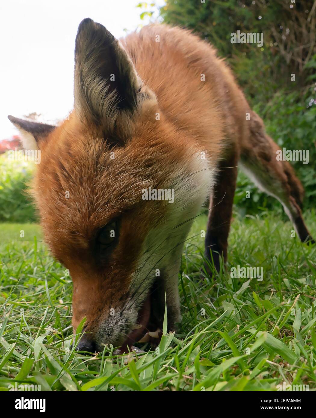 Un renard roux sauvage (Vulpes vulpes), début de soirée, Warwickshire Banque D'Images