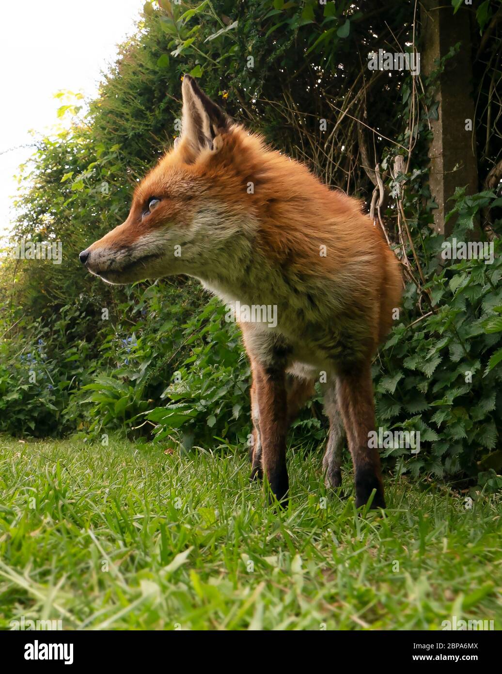 Un renard roux sauvage (Vulpes vulpes), début de soirée, Warwickshire Banque D'Images