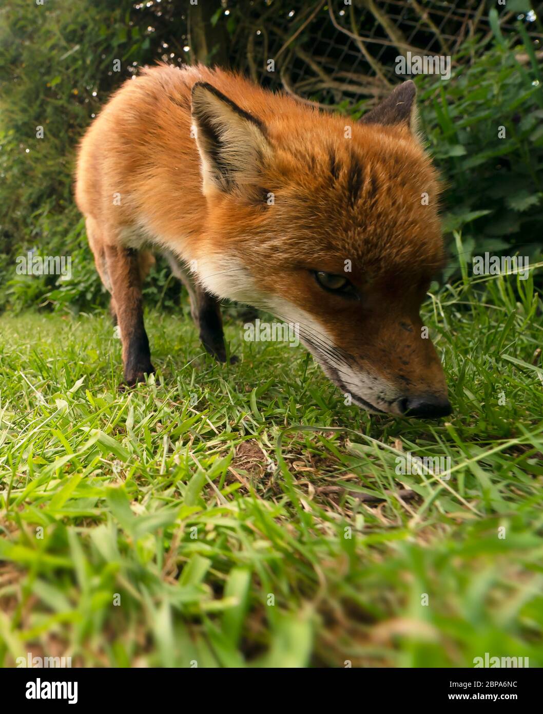 Un renard roux sauvage (Vulpes vulpes), début de soirée, Warwickshire Banque D'Images