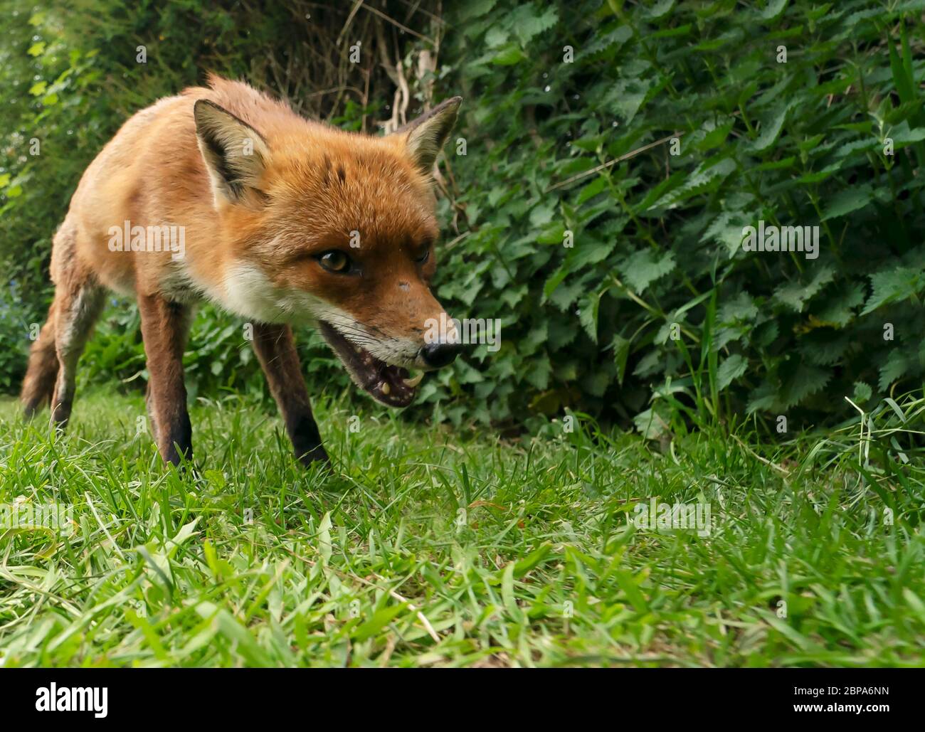 Un renard roux sauvage (Vulpes vulpes), début de soirée, Warwickshire Banque D'Images
