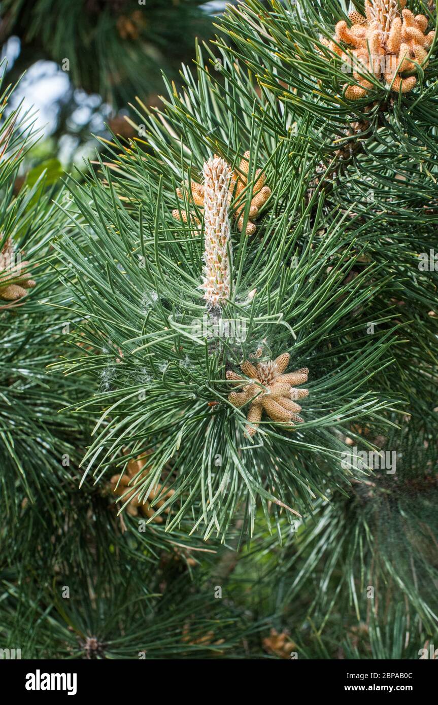Autour du Royaume-Uni - pollen provenant des fleurs d'un pin noir (Pinus nigra) dans le parc de Cuerden Valley, Chorley, Lancashire. Une série de 7 images. Banque D'Images Autour du Royaume-Uni - pollen provenant des fleurs d'un pin noir (Pinus nigra) dans le parc de Cuerden Valley, Chorley, Lancashire. Une série de 7 images. Banque D'Images