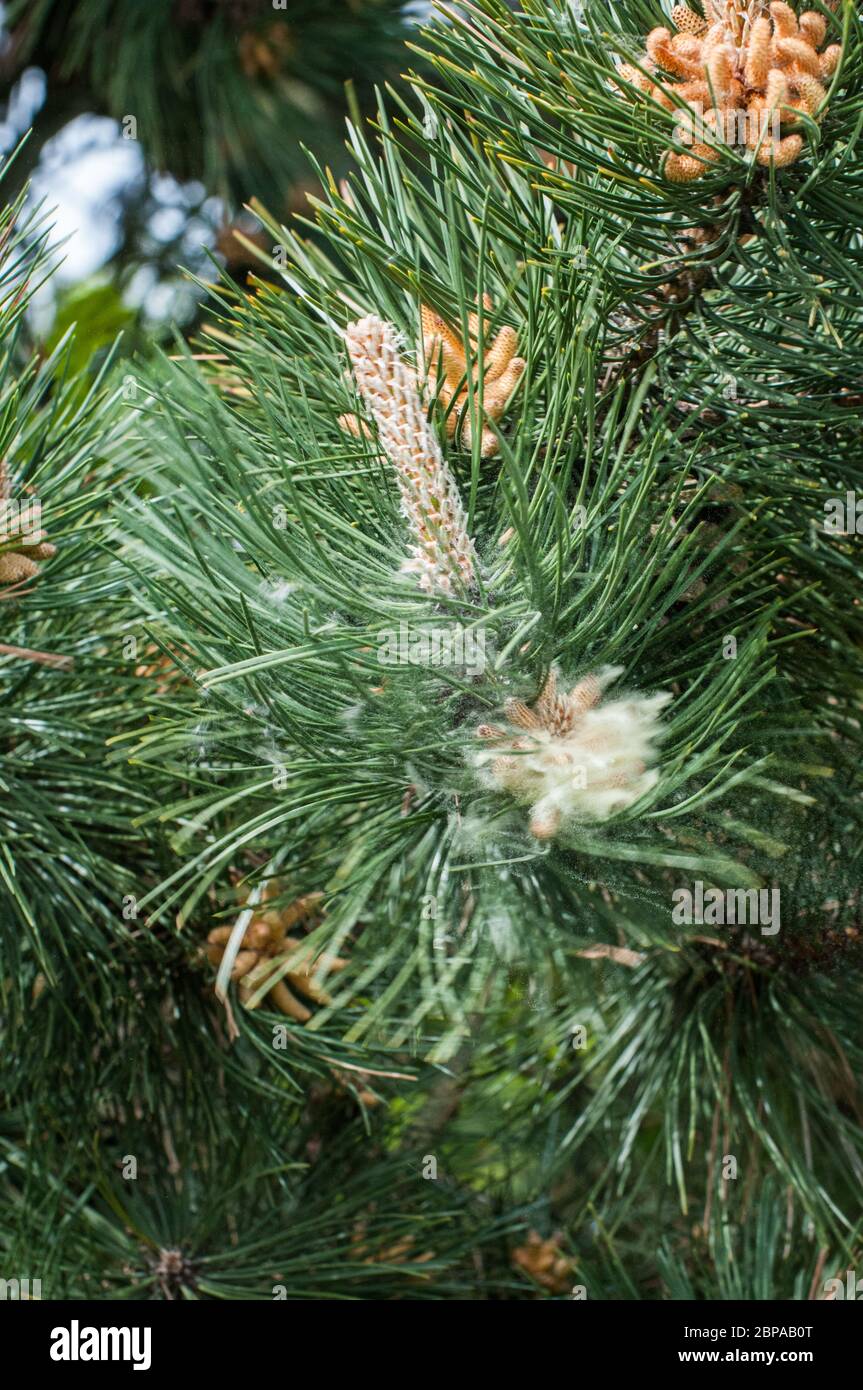 Autour du Royaume-Uni - pollen provenant des fleurs d'un pin noir (Pinus nigra) dans le parc de Cuerden Valley, Chorley, Lancashire. Une série de 7 images. Banque D'Images Autour du Royaume-Uni - pollen provenant des fleurs d'un pin noir (Pinus nigra) dans le parc de Cuerden Valley, Chorley, Lancashire. Une série de 7 images. Banque D'Images