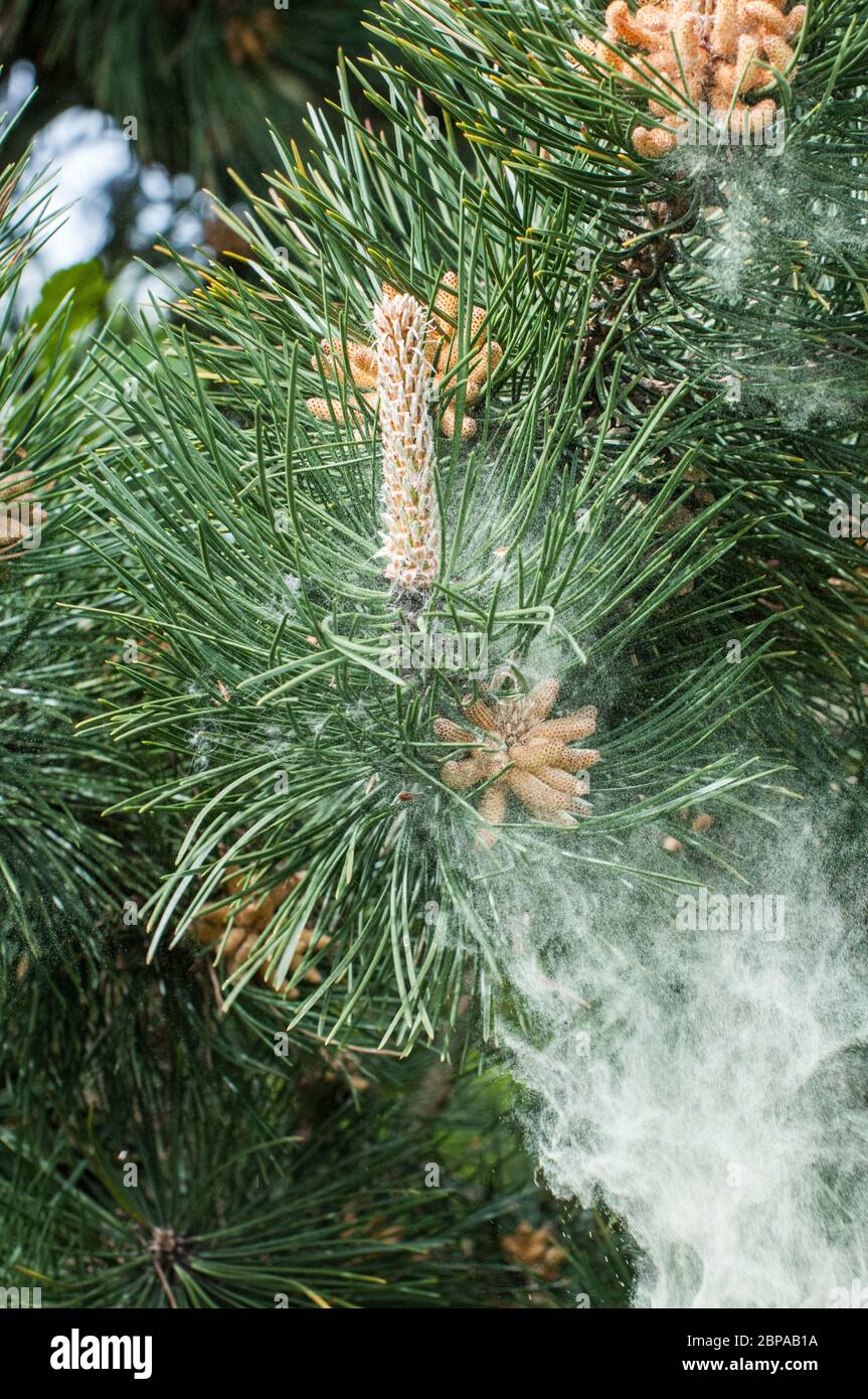 Autour du Royaume-Uni - pollen provenant des fleurs d'un pin noir (Pinus nigra) dans le parc de Cuerden Valley, Chorley, Lancashire. Une série de 7 images. Banque D'Images Autour du Royaume-Uni - pollen provenant des fleurs d'un pin noir (Pinus nigra) dans le parc de Cuerden Valley, Chorley, Lancashire. Une série de 7 images. Banque D'Images