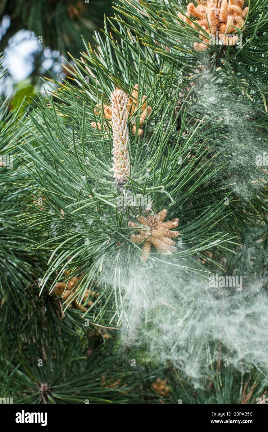 Autour du Royaume-Uni - pollen provenant des fleurs d'un pin noir (Pinus nigra) dans le parc de Cuerden Valley, Chorley, Lancashire. Une série de 7 images. Banque D'Images Autour du Royaume-Uni - pollen provenant des fleurs d'un pin noir (Pinus nigra) dans le parc de Cuerden Valley, Chorley, Lancashire. Une série de 7 images. Banque D'Images