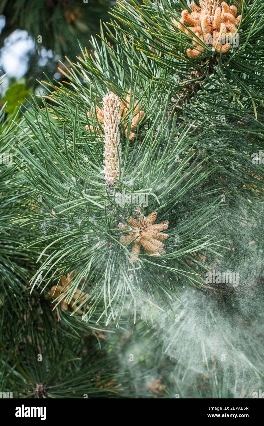Autour du Royaume-Uni - pollen provenant des fleurs d'un pin noir (Pinus nigra) dans le parc de Cuerden Valley, Chorley, Lancashire. Une série de 7 images. Banque D'Images Autour du Royaume-Uni - pollen provenant des fleurs d'un pin noir (Pinus nigra) dans le parc de Cuerden Valley, Chorley, Lancashire. Une série de 7 images. Banque D'Images