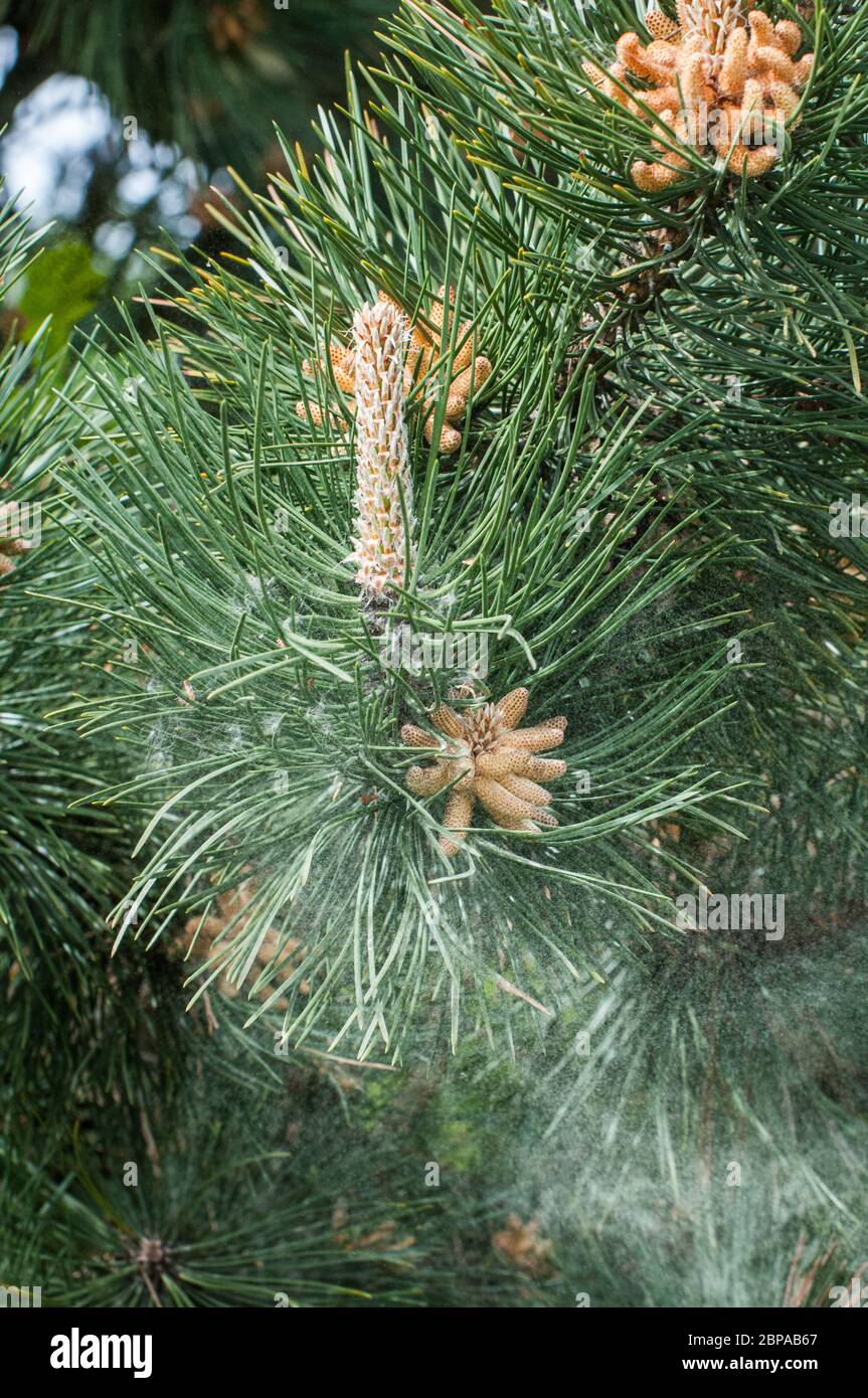 Autour du Royaume-Uni - pollen provenant des fleurs d'un pin noir (Pinus nigra) dans le parc de Cuerden Valley, Chorley, Lancashire. Une série de 7 images. Banque D'Images Autour du Royaume-Uni - pollen provenant des fleurs d'un pin noir (Pinus nigra) dans le parc de Cuerden Valley, Chorley, Lancashire. Une série de 7 images. Banque D'Images