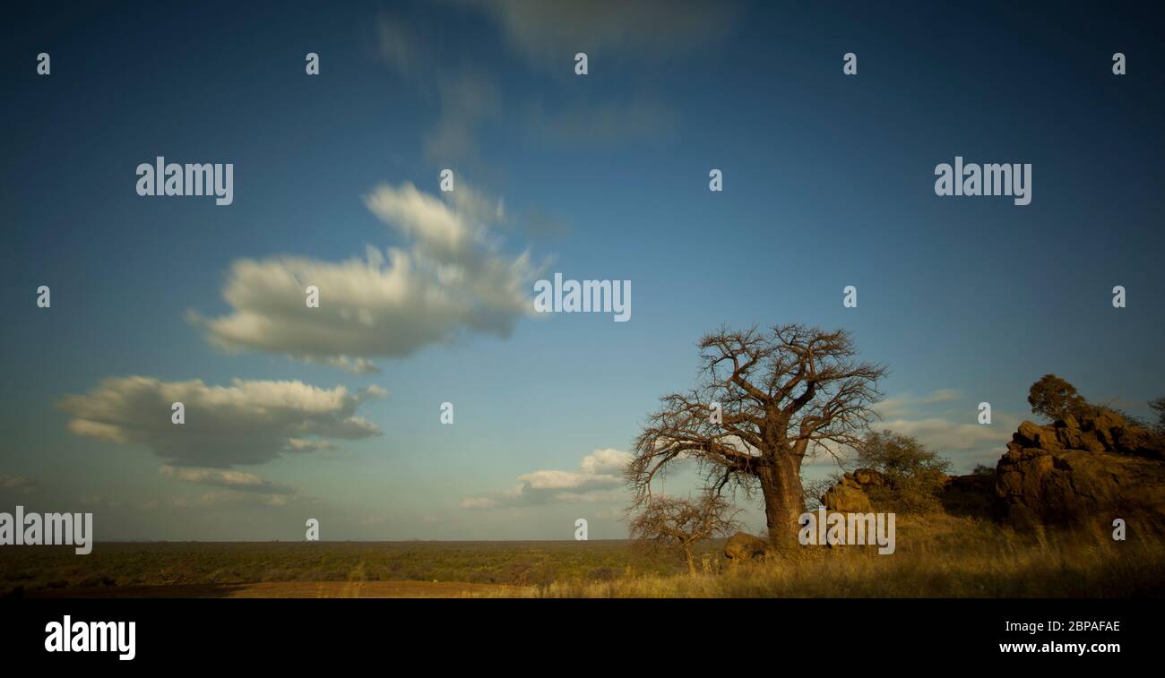 boabab près du botswana, afrique du sud Banque D'Images